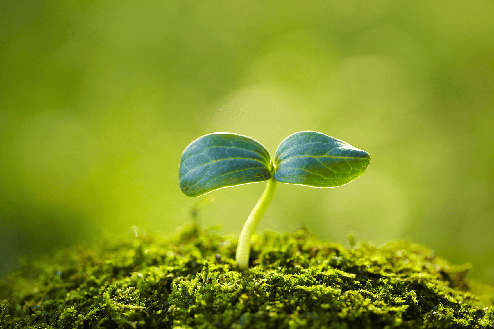 Crop Protection Solutions