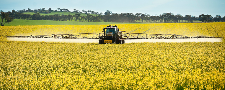 Is Australia's Canola Industry Facing a Crisis of Ineffective Fungicides? Experts Warn 'Insurance-Style' Spraying is Accelerating the Resistance Crisis