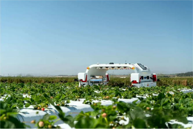 A Triumph of Precision: How Saga Robotics Defied the AgriTech Capital Winter with Specialized Robots