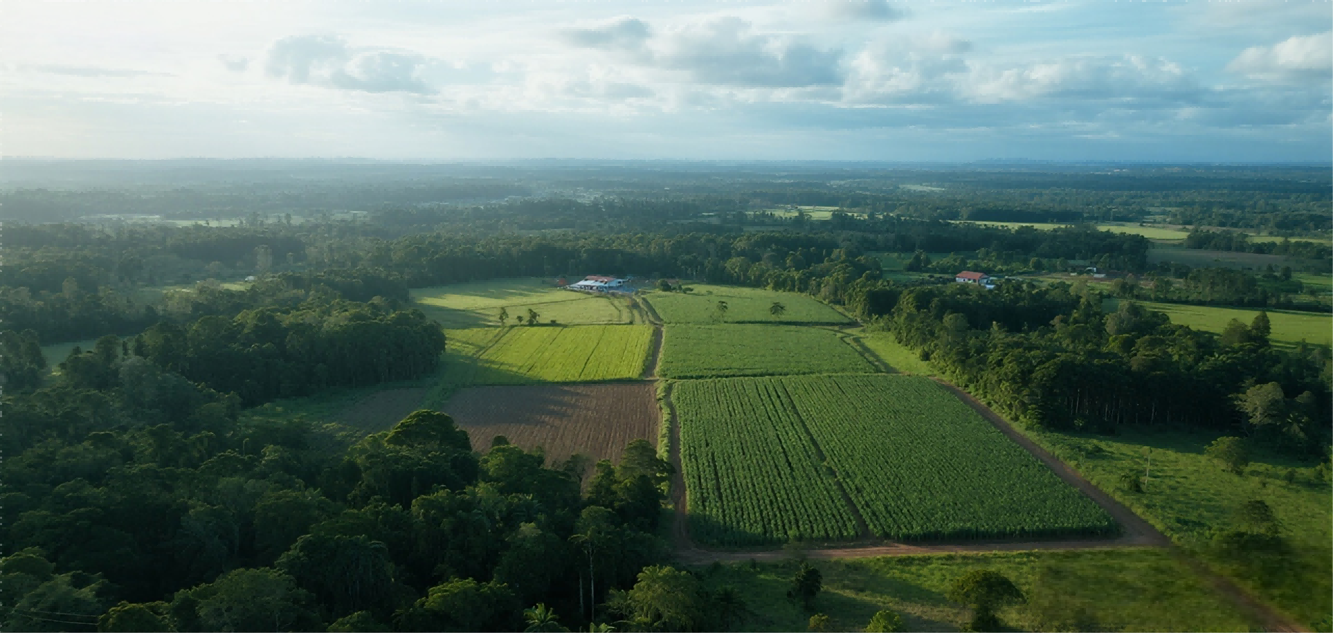 Soybeans, Rainforests, and Markets: A Judicial and Commercial Tug-of-War Over Brazil's Ban