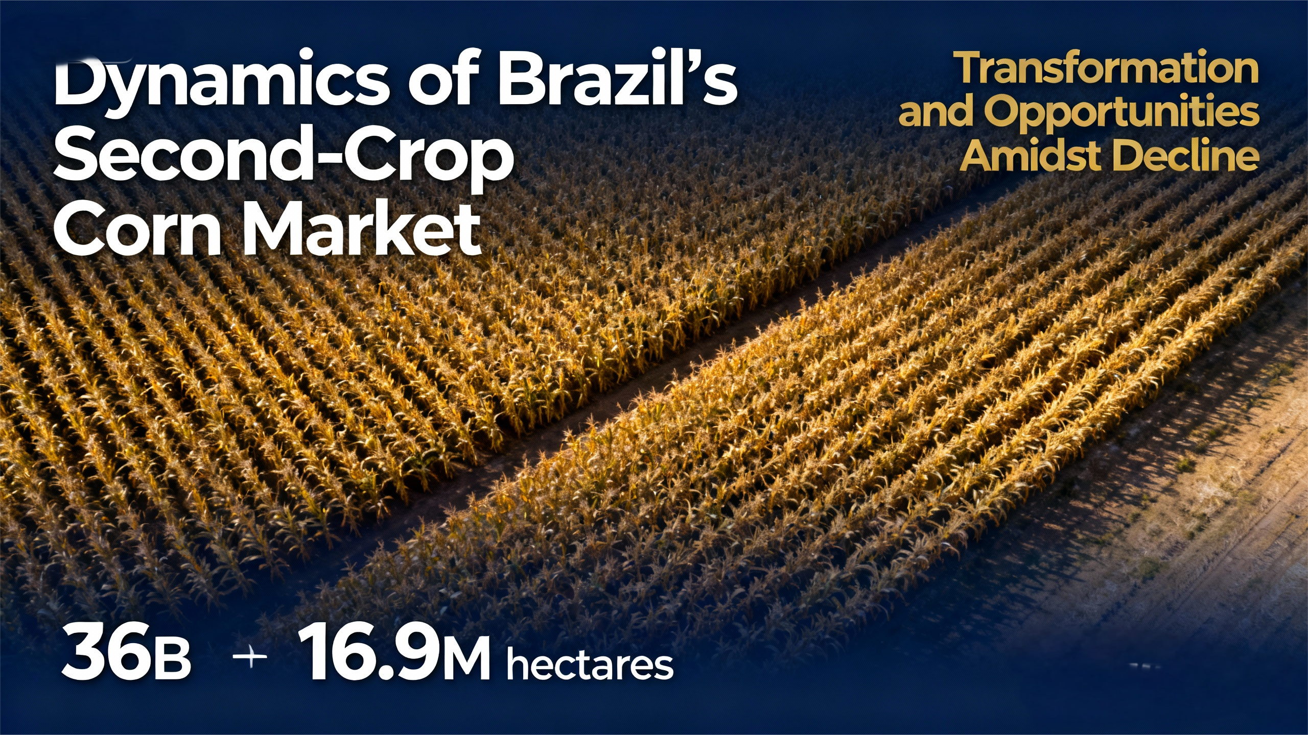 Dynamics of Brazil's Second-Crop Corn Market: Transformation and Opportunities Amidst Decline