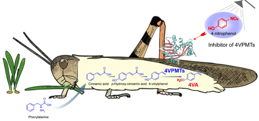 Decoding the Locust 'Rallying Cry': Chinese Scientists Discover 'Smart Brake' to Usher in a New Era of Pest Control